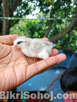 দেশি মুরগীর বাচ্চা